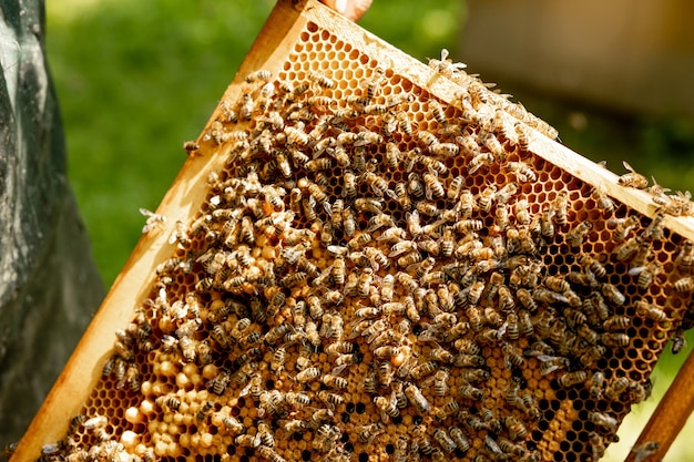 Queen bee in a beehive laying eggs supported by worker bees.