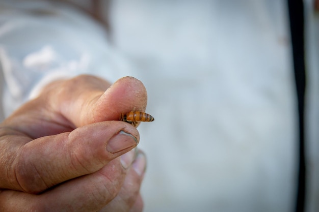 A queen bee in the hands of an apiarist Hives in the apiary