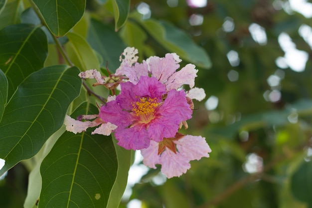 Queen crape myrtle flowers