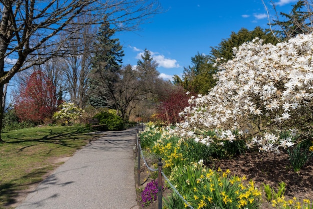 Queen Elizabeth park quarry gardens in sunny day beautiful flowers in full bloom Vancouver BC