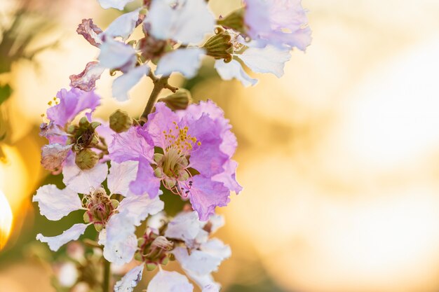 女王の花の木