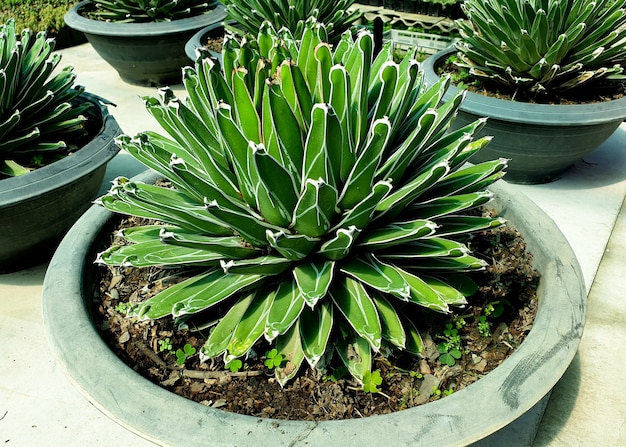 The Queen Victoria agave or royal agave is a small species of a succulent flowering perennial plant