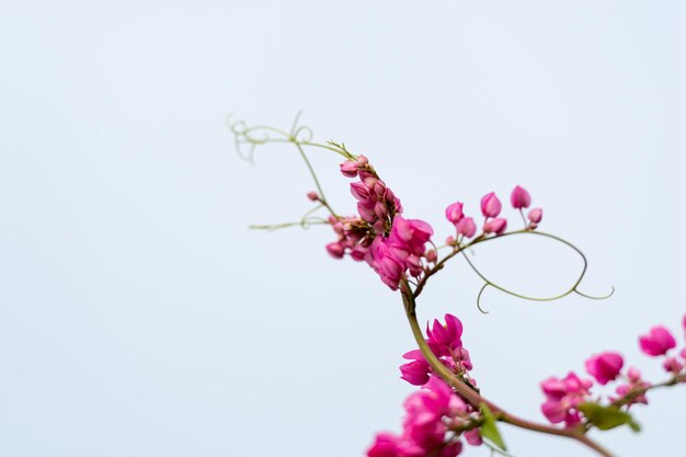 Queens Jewels, Mountain Rose Coralvine