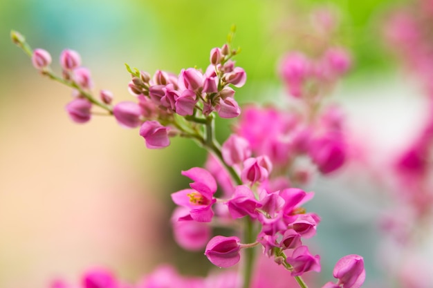 Queens Jewels, Mountain Rose Coralvine