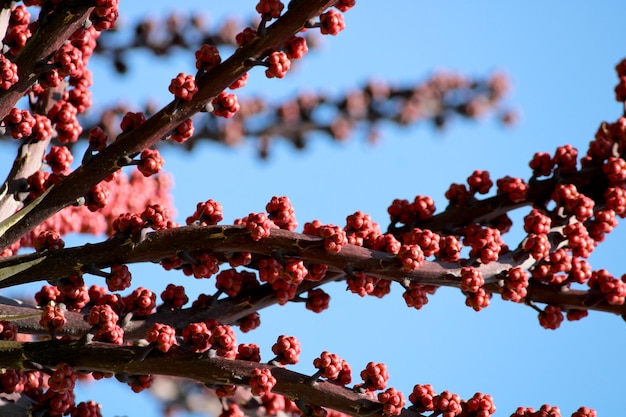 Queensland umbrella fruits hanging on the tree