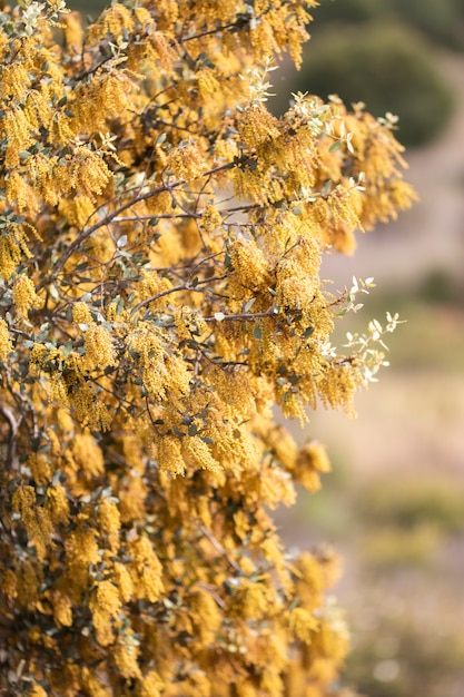 Quercus ilex. Holm oak tree