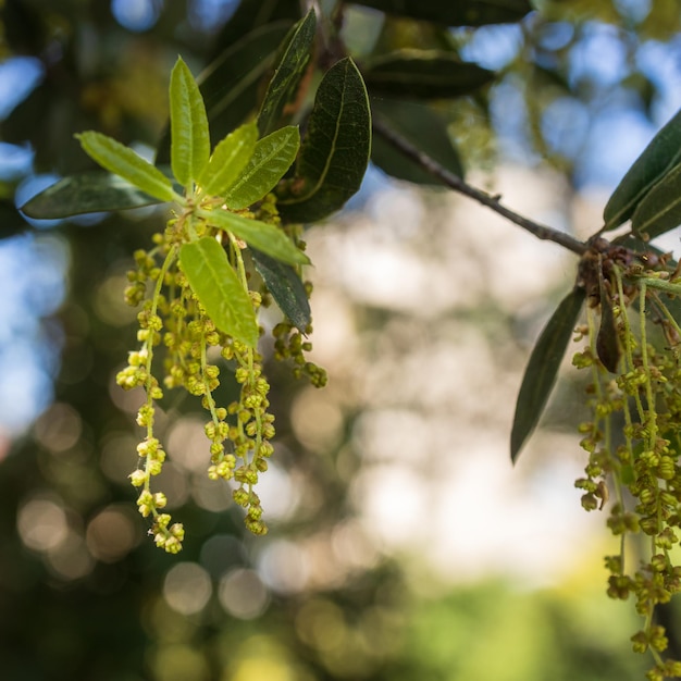 Quercus suber commonly called the cork oak is a mediumsized evergreen oak tree in the section quercus sect cerris