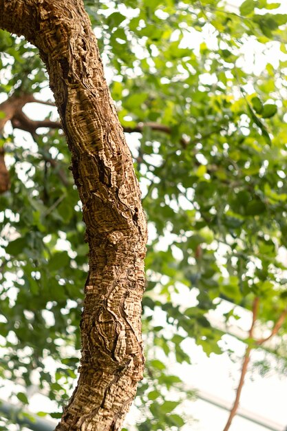 写真 quercus suber l コークオークの大きな枝と葉
