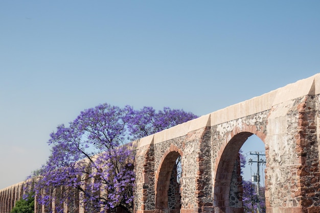 Queretaro Mexico aquaduct met jacarandaboom en paarse bloemen