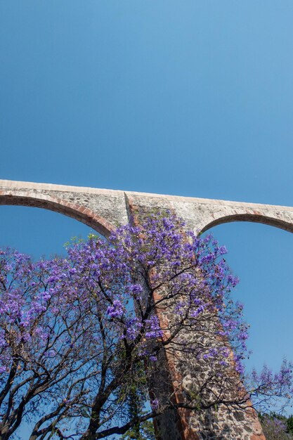 ジャカランダの木と紫の花を持つメキシコのケレタロ水道橋