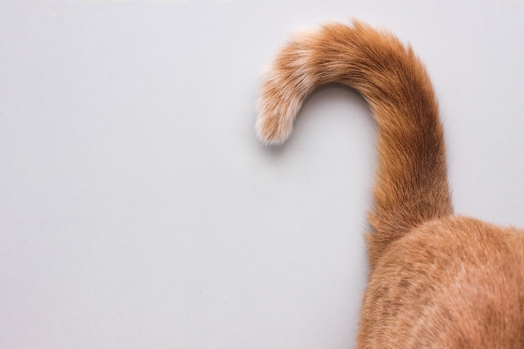 Photo a question mark from a cat's tail. the tip of a red cat's tail.