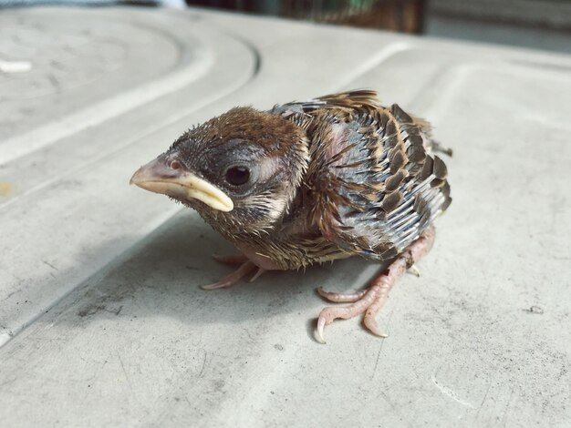 Photo a quick still shot of a young bird in the house