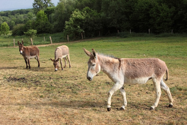 Quiet donkey in a field in spring