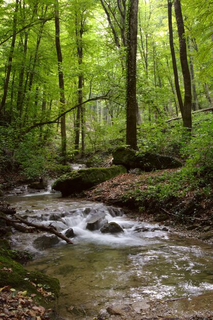 Тихая река, протекающая по первобытному лесу