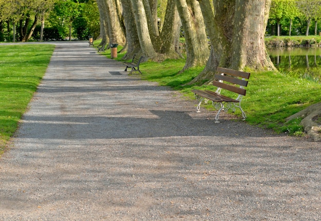 写真 端にベンチと木の大きな幹がある路地を横切る公共公園の静かな風景