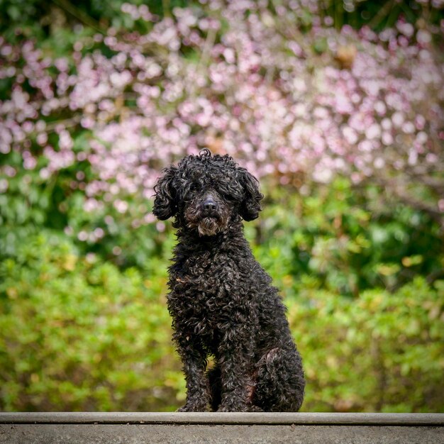 Photo a quiet stray dog