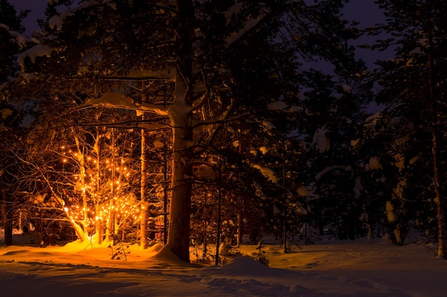 Foto tranquilla sera d'inverno nel bosco. molta neve. luce misteriosa dalla ghirlanda sull'albero