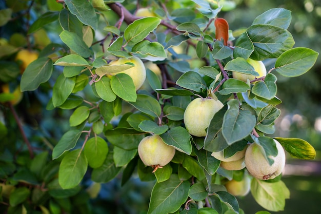 Photo quince autumn, harvesting quinces in the autumn garden. growing organic fruits on farm. ripe quince fruit grows on a quince tree with green foliage in an eco-garden. apples hanging on a tree branch