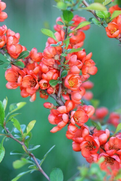 Quince branch