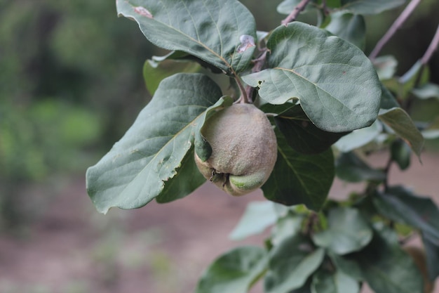 Quince fruit among foliage fruit trees