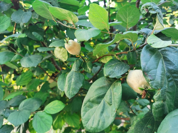 Quince fruits closeup among green leaves