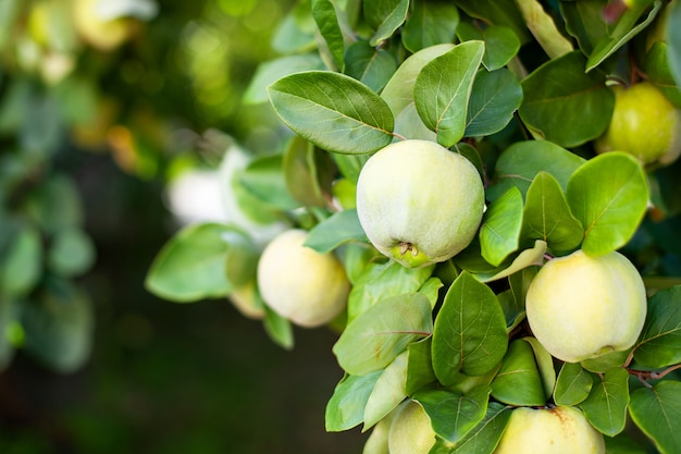 Quince는 유기농 정원에서 나무에서 자랍니다. 수확 개념. 비타민, 채식주의, 과일. Quinces. 공간을 복사하십시오. 잘 익은 마 르 멜로 과일 늦가을 녹색 단풍으로 마 르 멜로 나무에서 자랍니다. 사과 나무