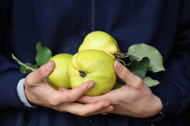 Quince harvest in human hands close-up