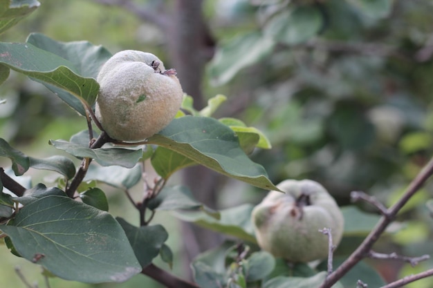 庭の背景にマルメロの木の実