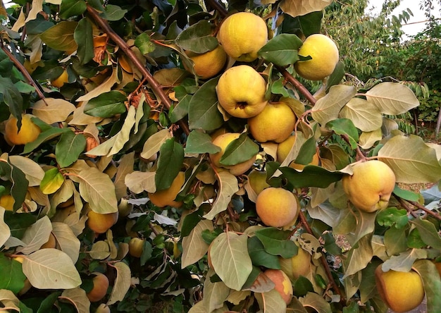 成長している甘い果物でいっぱいのマルメロの木