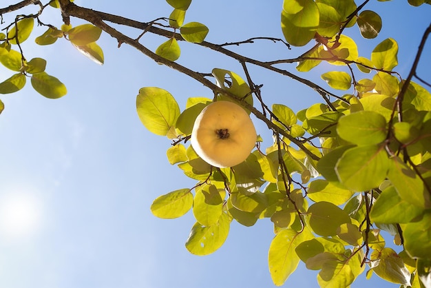 Quince on a tree on a sunny day view from below