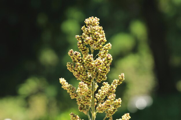 Растение киноа или киноа Chenopodium, растущее на плантации в солнечный день