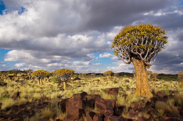 Quiver tree forest landscape. Kokerbooms in Namibia, Africa. African nature