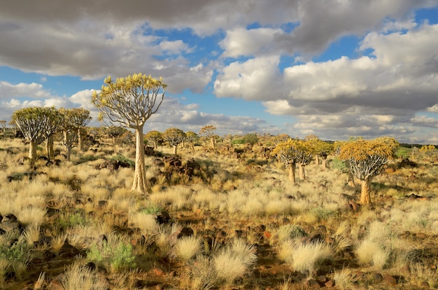 Foto faretra albero paesaggio forestale. kokerbooms in namibia, africa. natura africana