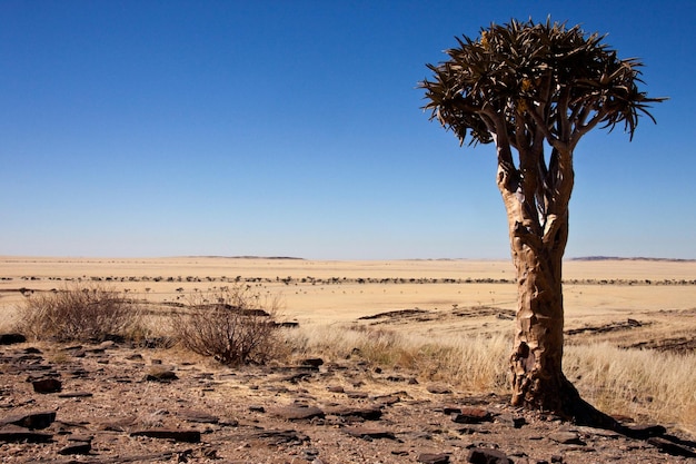 Quiver Tree in Namibia