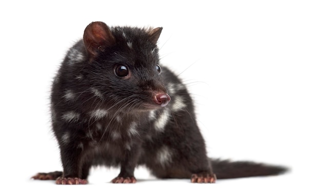 Quoll isolated on white (3 years old)