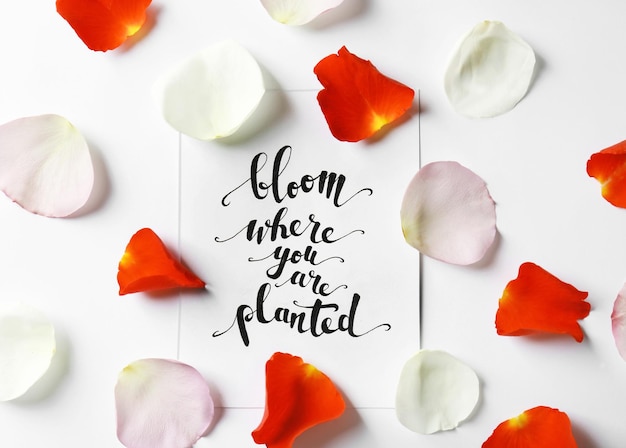 Quote Bloom where you are planted written on paper with petals on white background Top view