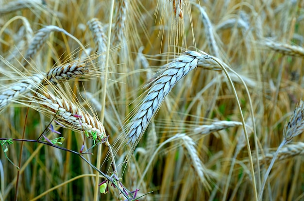 r rogge oren in een veld onder de zon