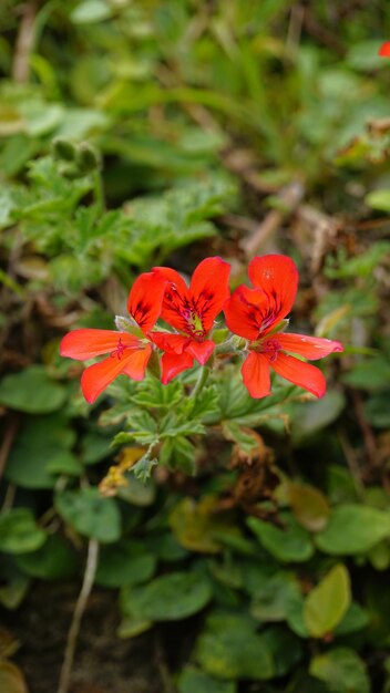 Фото Цветы цвета r1 pelargonium panduriforme, также известные как садовая герания дубовых листьев