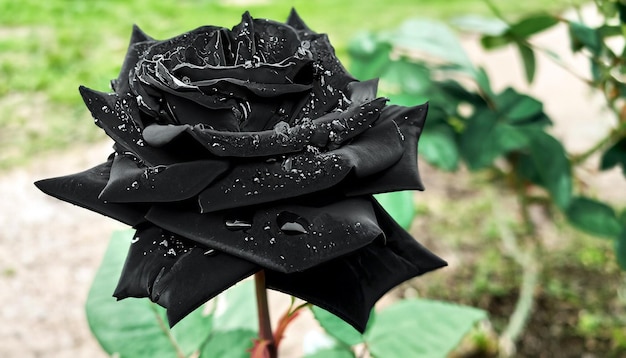 Raadselachtige elegantie Gratis foto van een zwarte roos Omarm de mysterieuze schoonheid van de zeldzame bloei van de natuur