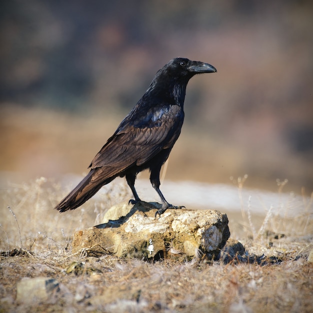 Raaf Corvus corax Raaf staat op de grond