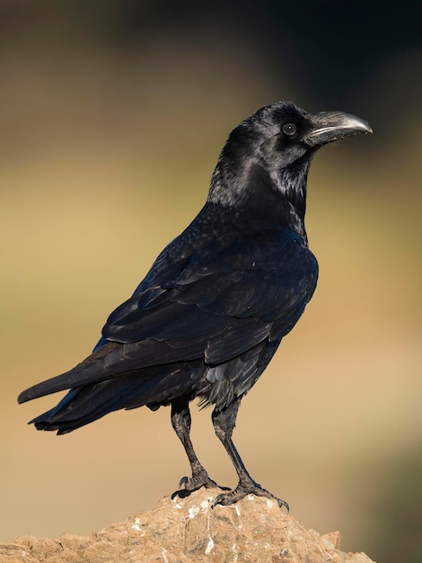 Foto raaf corvus corax toledo spanje