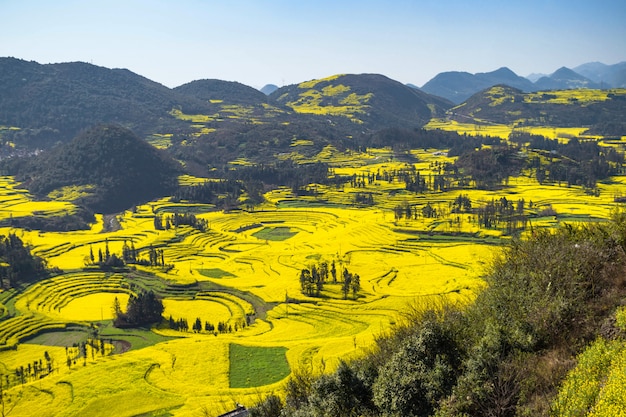 Raapzaadbloemen bij het Gebied van Luositian van het Slaklandbouwbedrijf in Luoping-Provincie, China