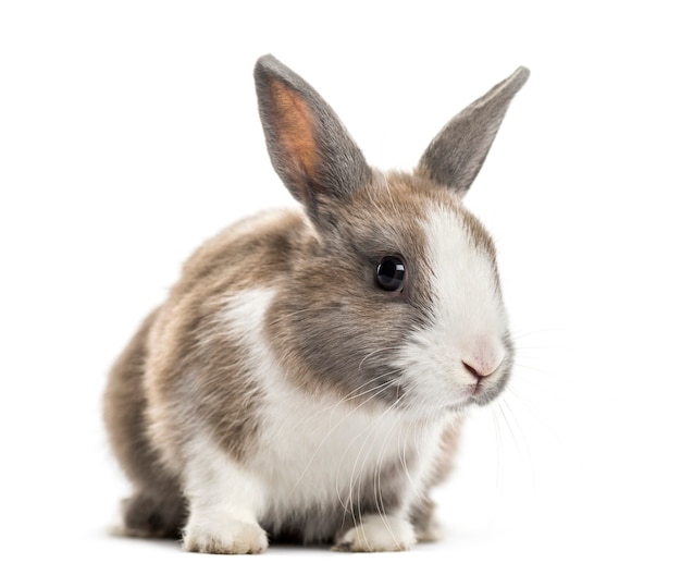 Rabbit , 4 months old, sitting against white surface