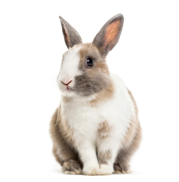 Rabbit , 4 months old, sitting against white surface