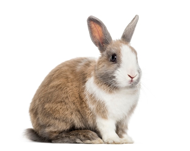写真 ウサギ、生後4か月、白い表面に座っている