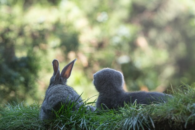 写真 芝生の上のウサギと子猫