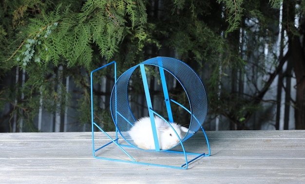Rabbit in animal running wheel