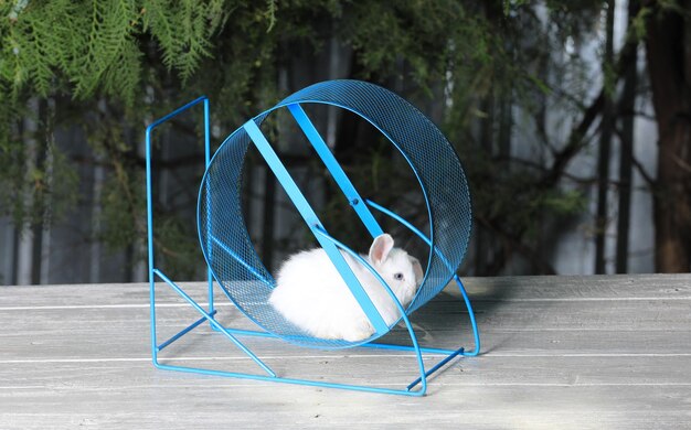 rabbit in animal running wheel