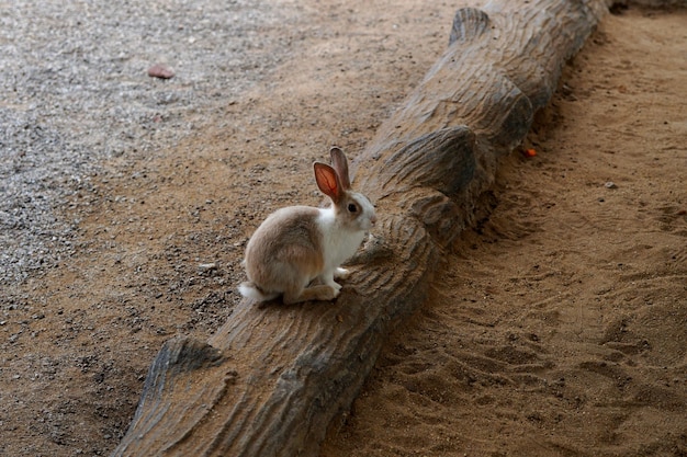 動物農場のウサギ