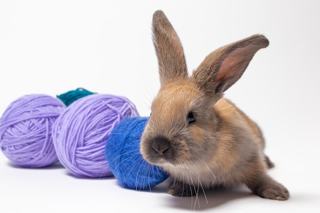 Кролик и шары из фиолетовой и синей пряжи